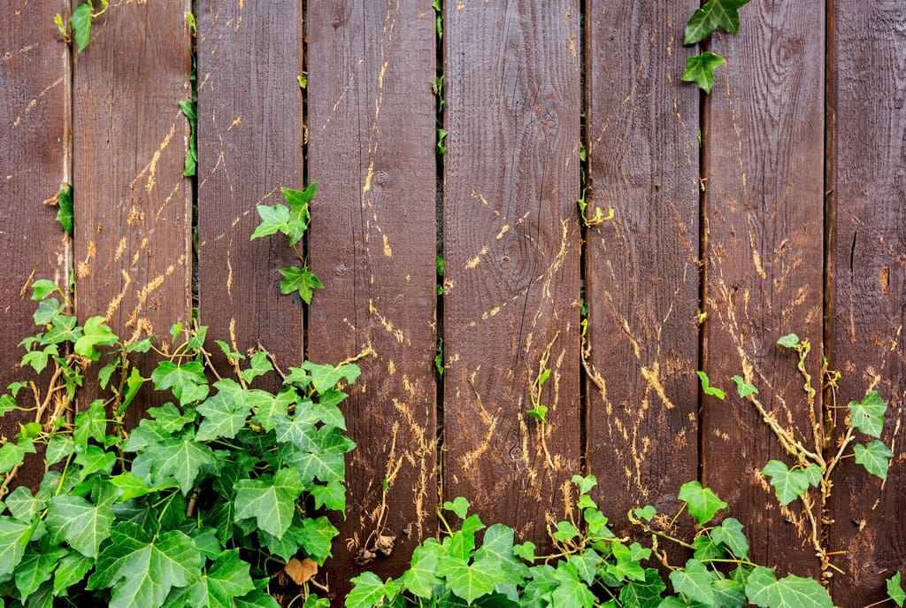 Colloidal Copper for Poison Ivy