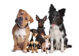 Dogs Love Colloidal Silver
