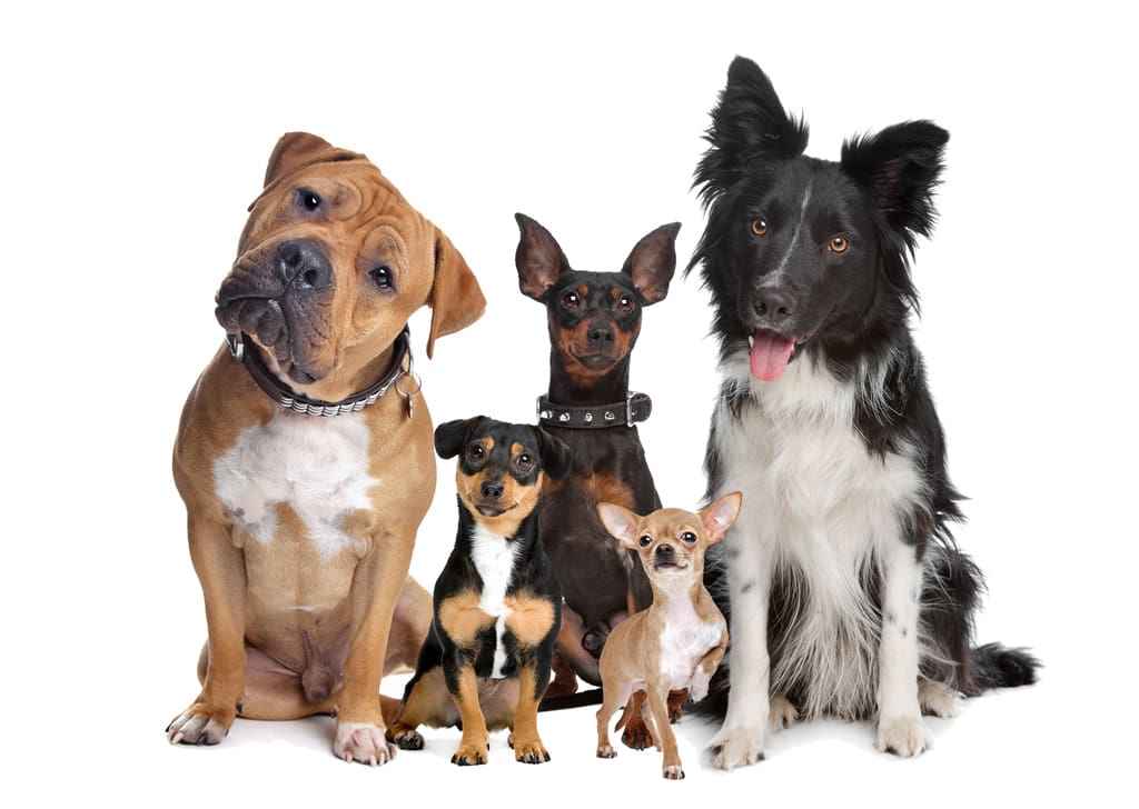 Dogs Love Colloidal Silver